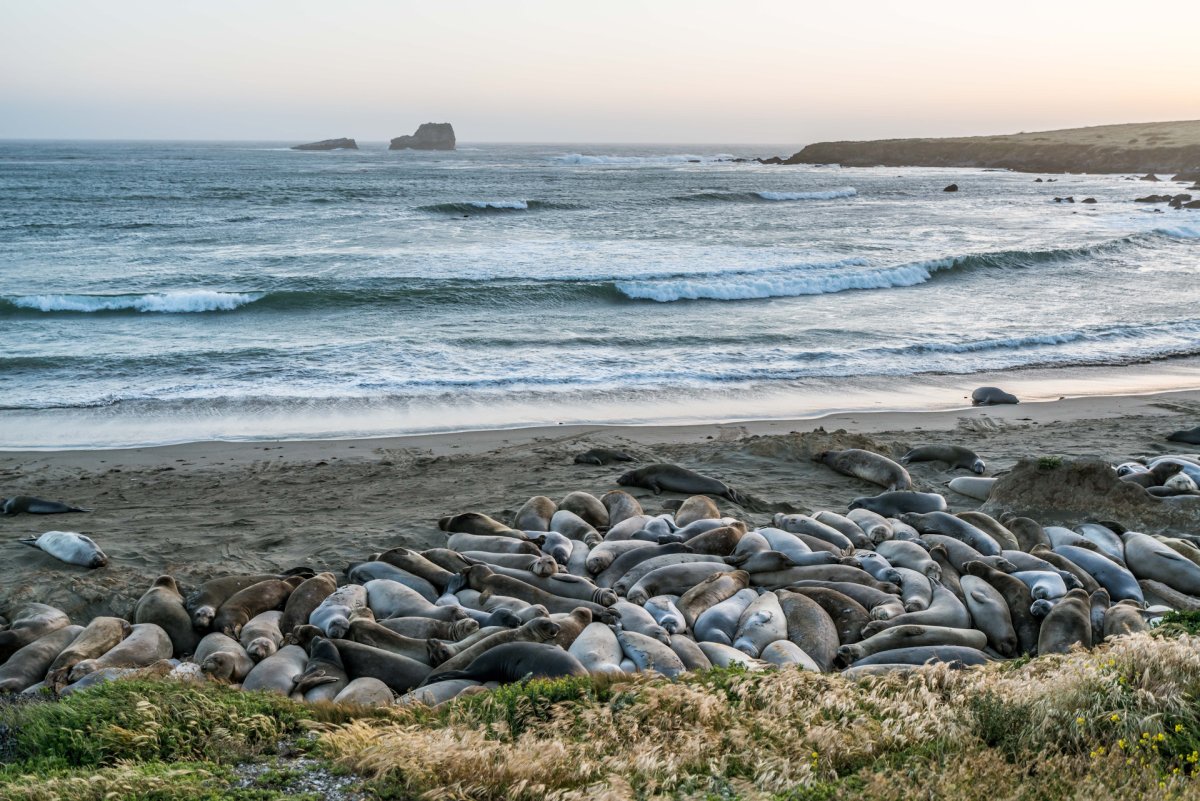 Имитирует звуки океана