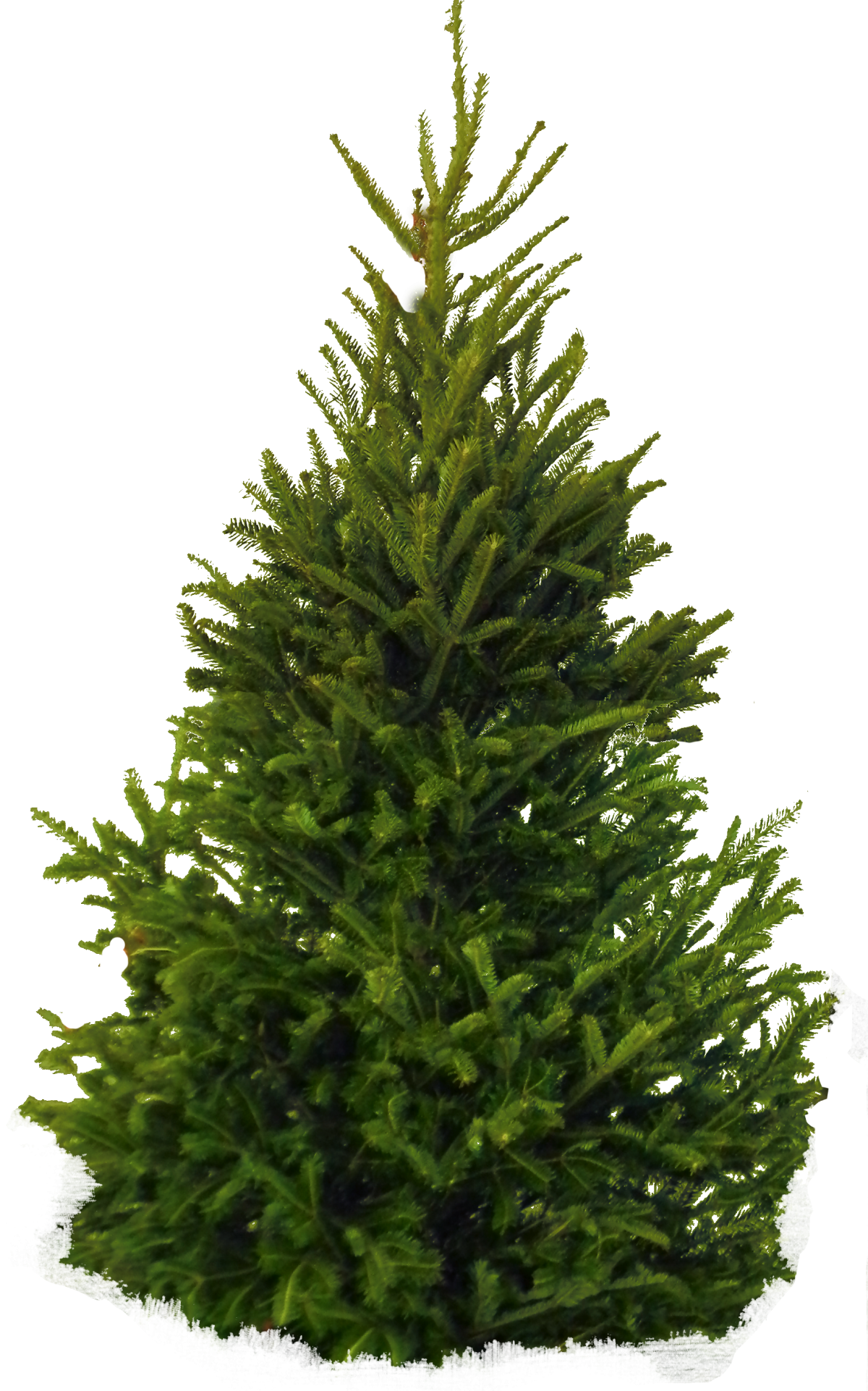 Ель на белом фоне