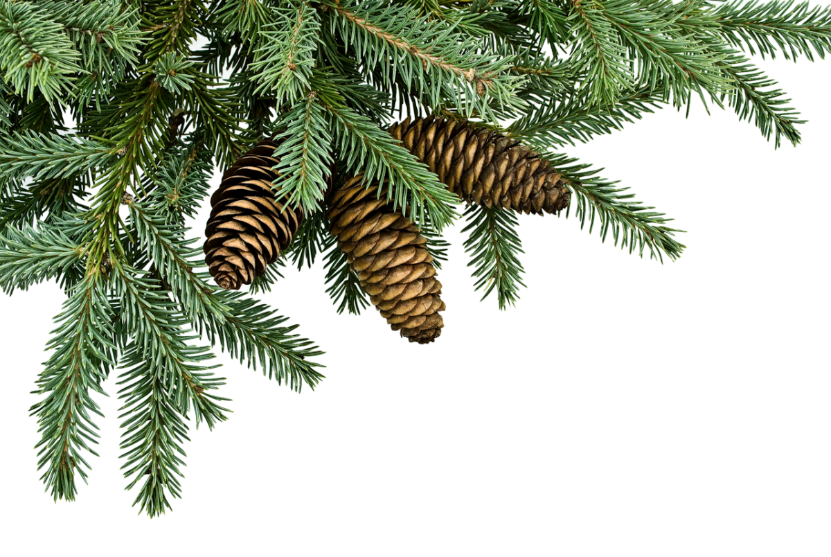 Елка в снегу