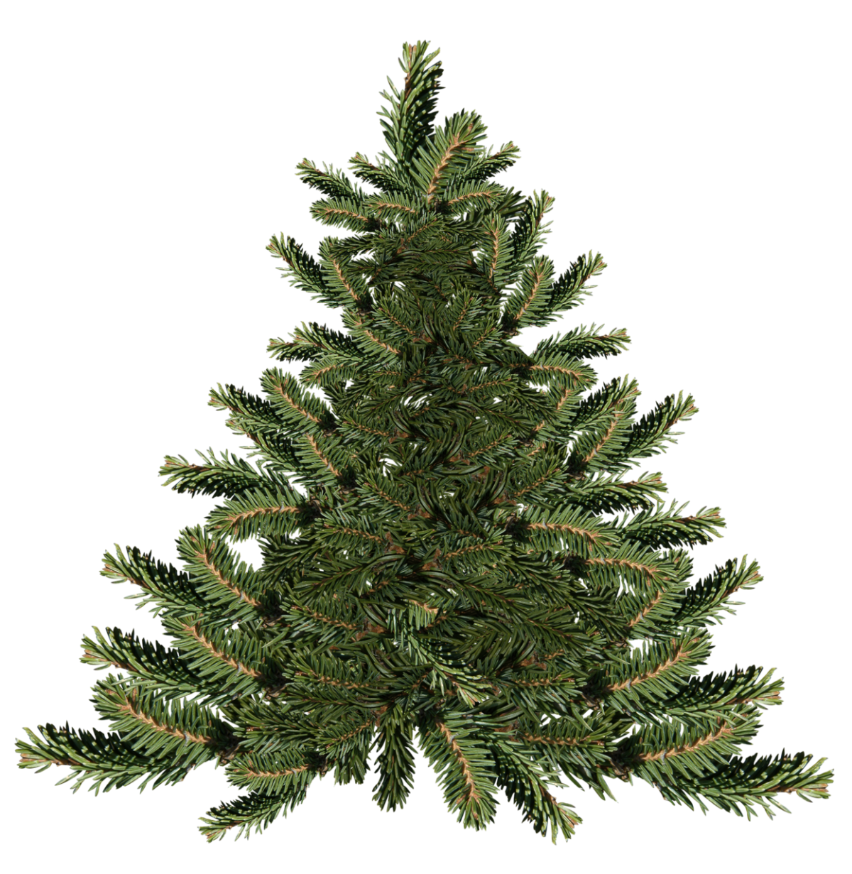 Елочки зеленые для детей