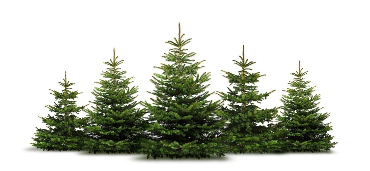 Елка пихта сосна