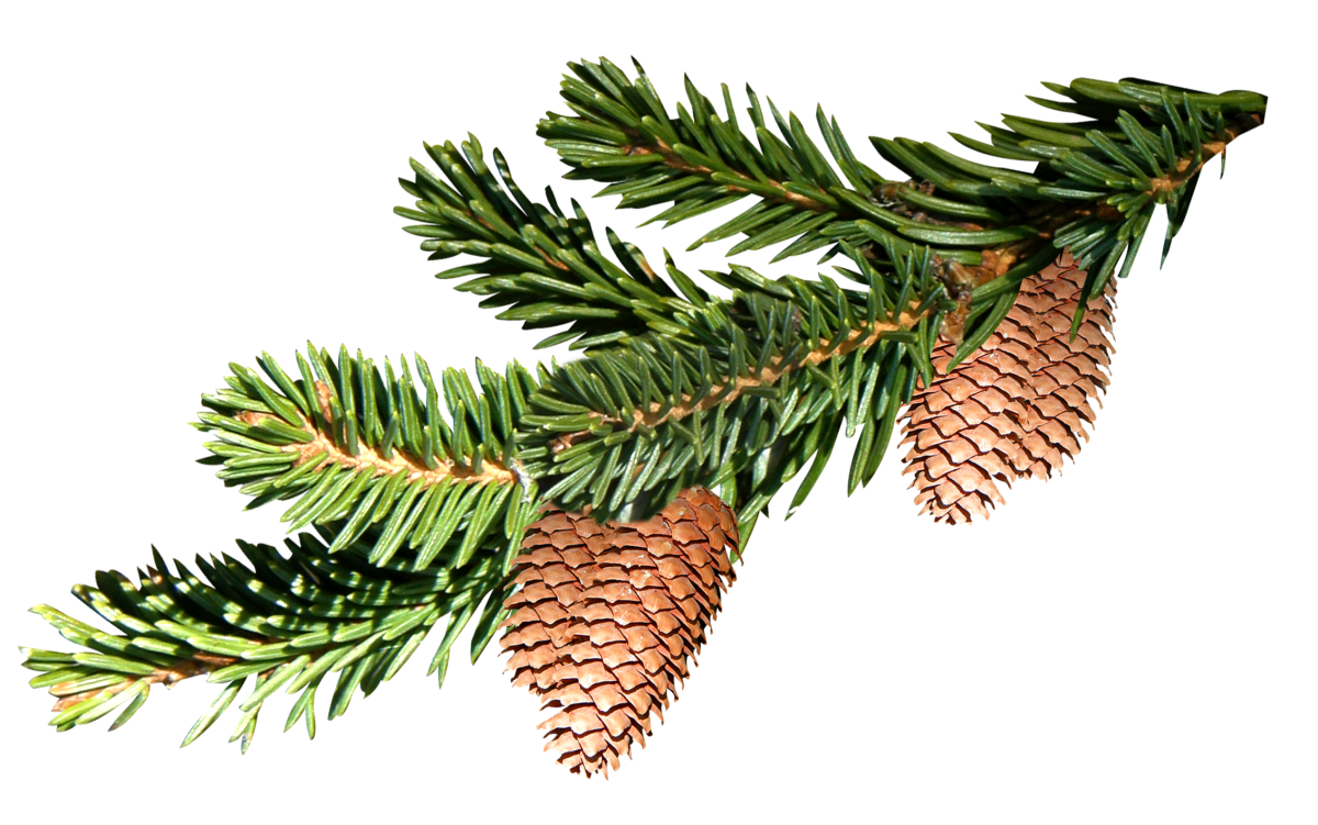 Елка на прозрачном фоне