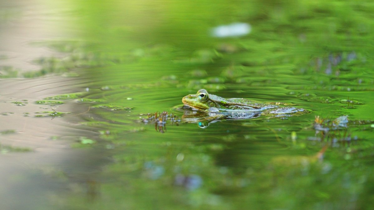 Болото с жабами