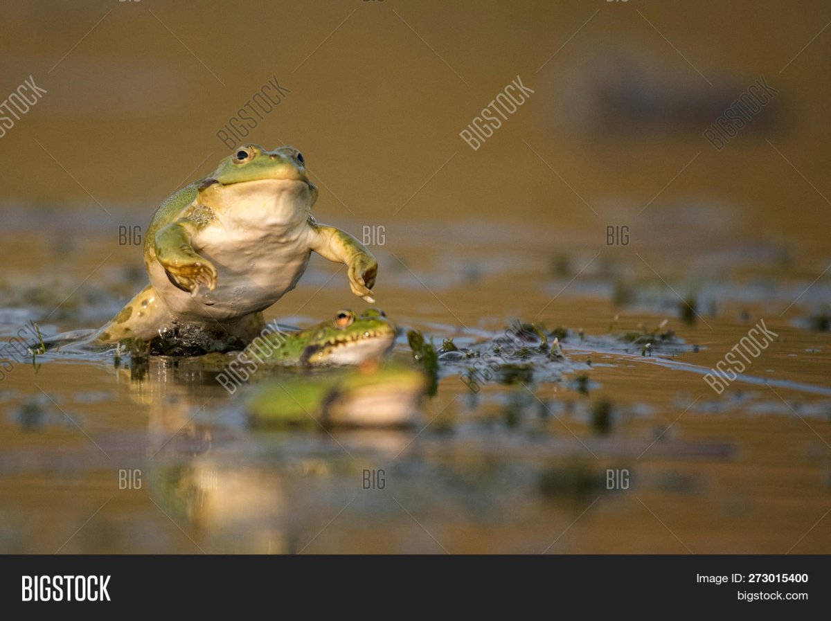 Две лягушки на болоте