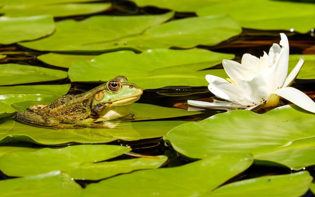 Лягушка Лотос Лилия