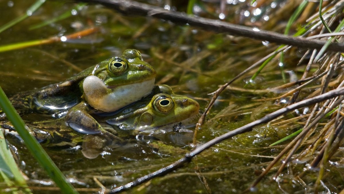 Лягушка Болотная