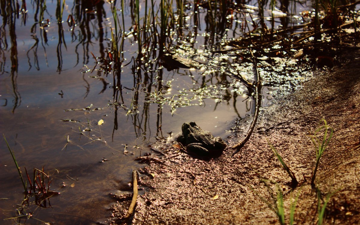 Лягушка на болоте для детей