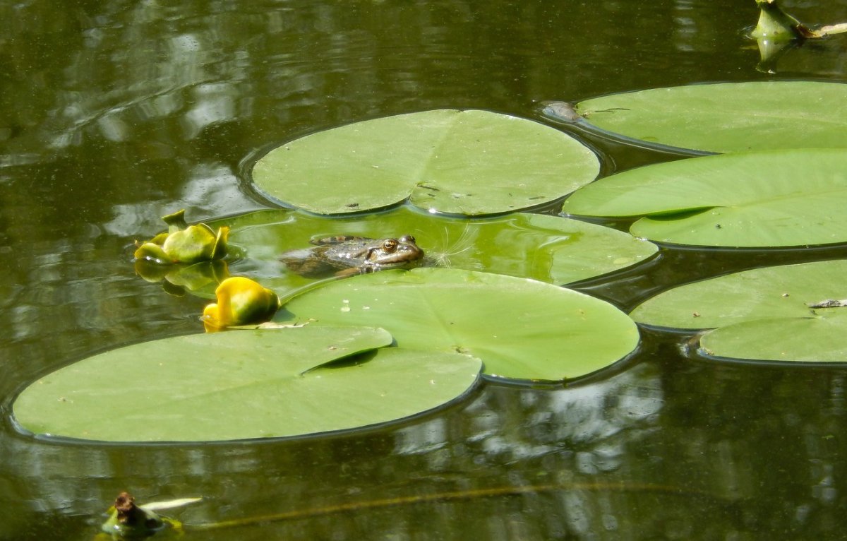 Болото с кувшинками и лягушками