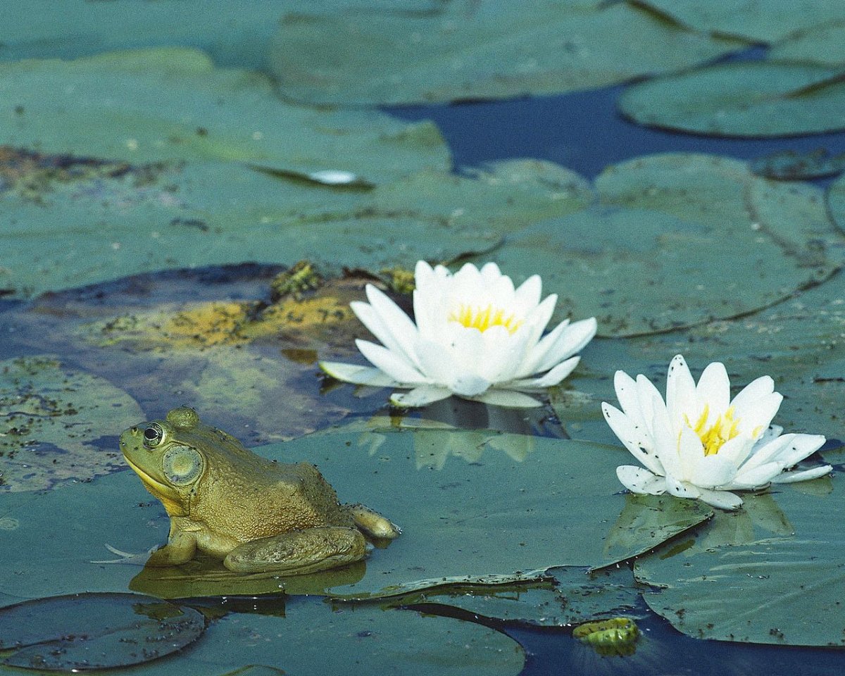 Лягушатник озеро Озёрный