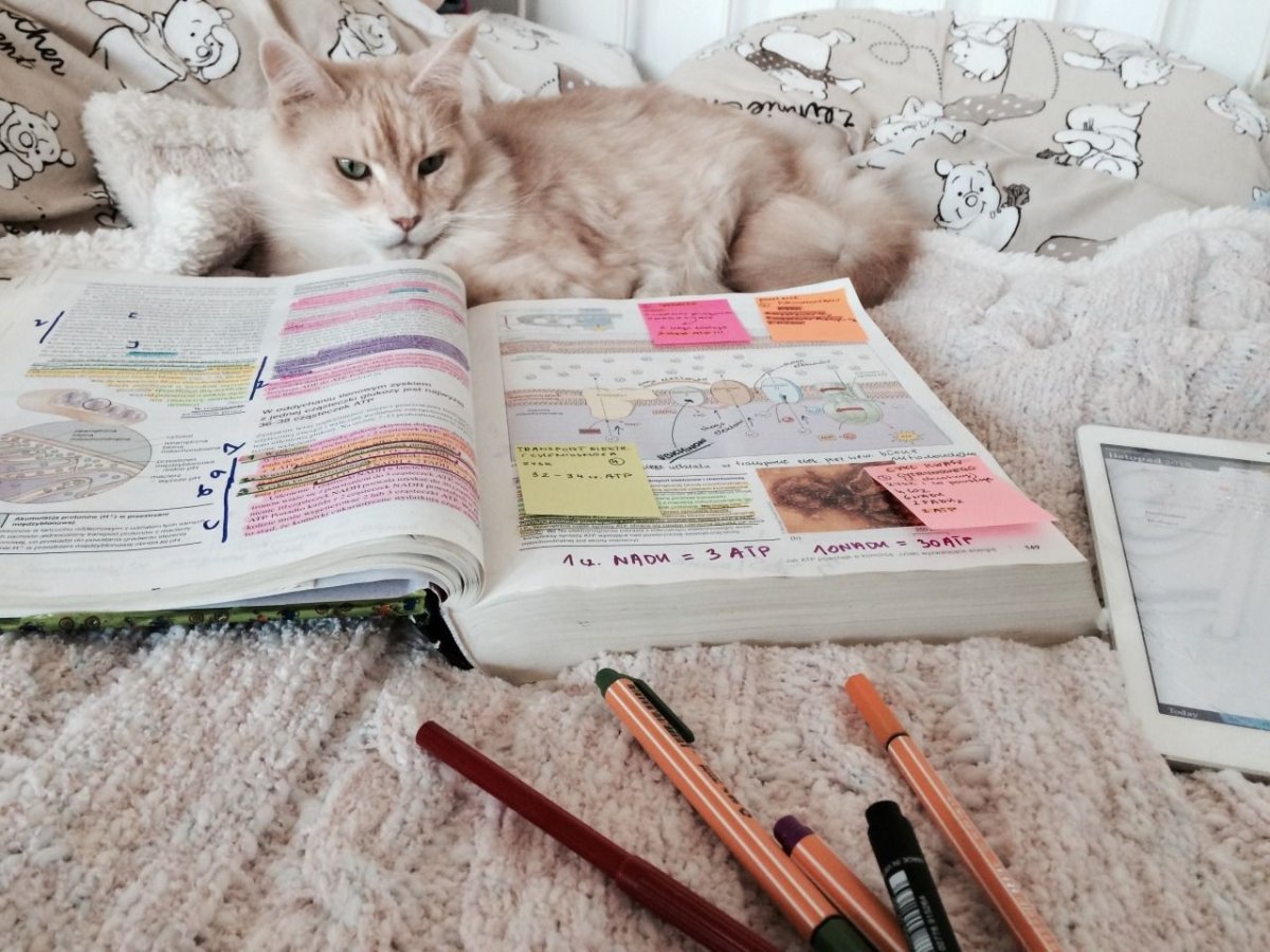 Котенок ученик