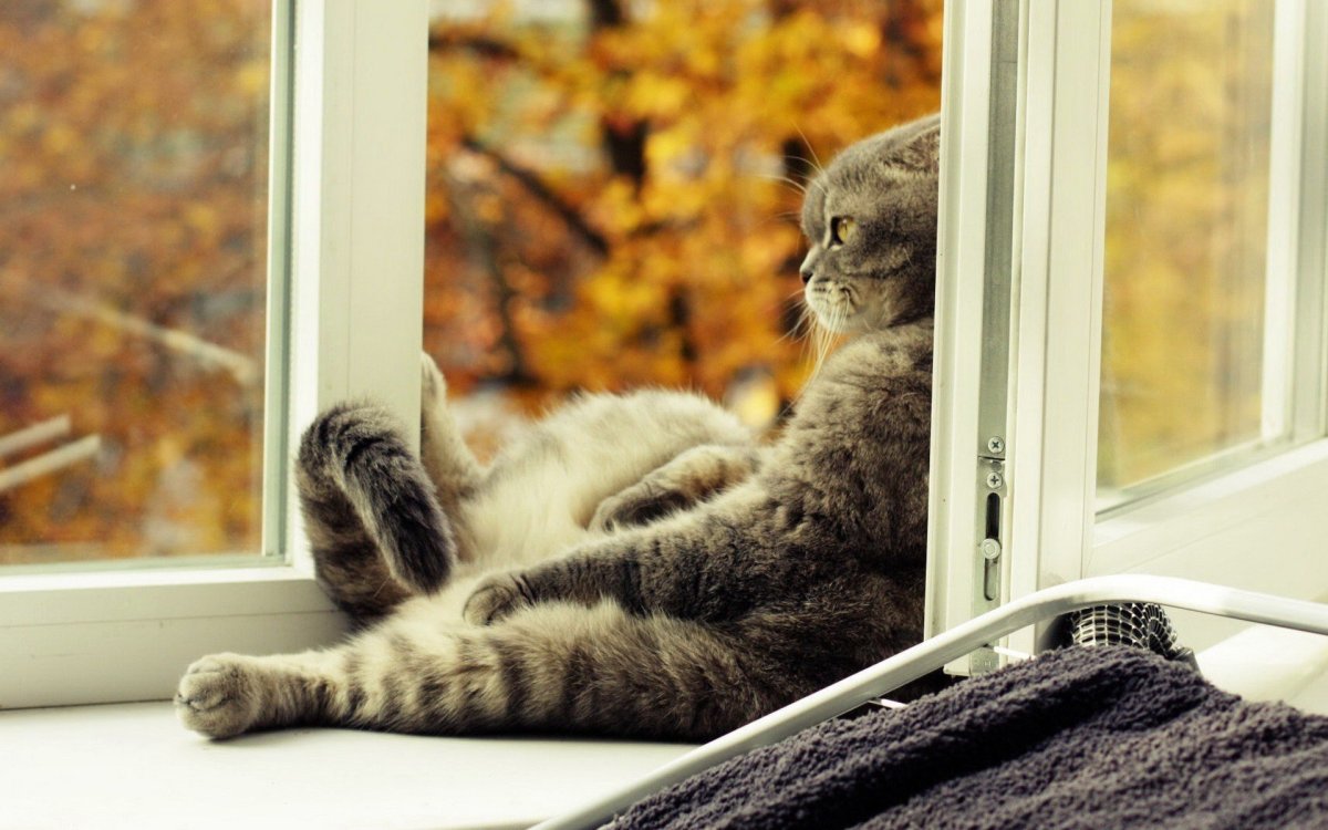 Кот сидит на окне