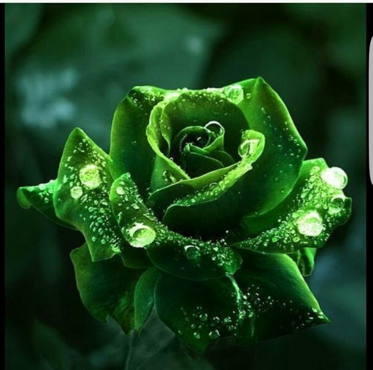 Роза АННАКИРА