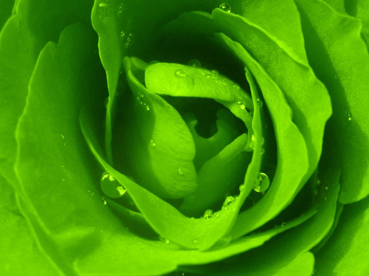 Красивый зеленый цвет