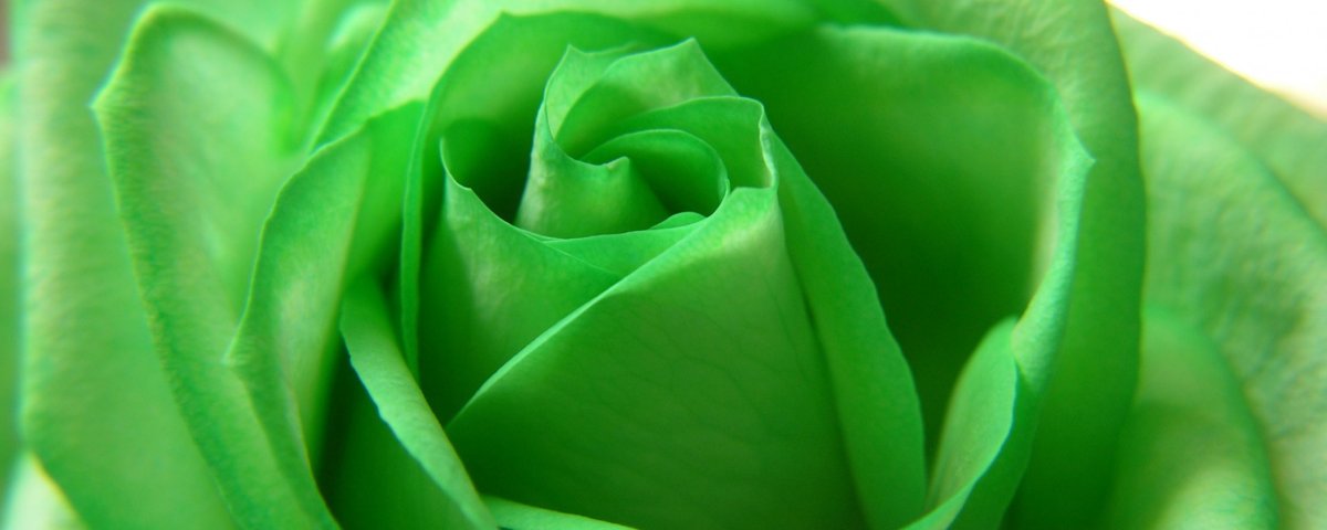 Роза Грин Даймонд