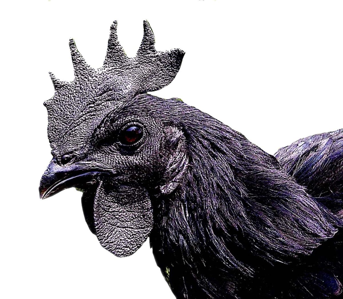 Яйца кур Аям Цемани