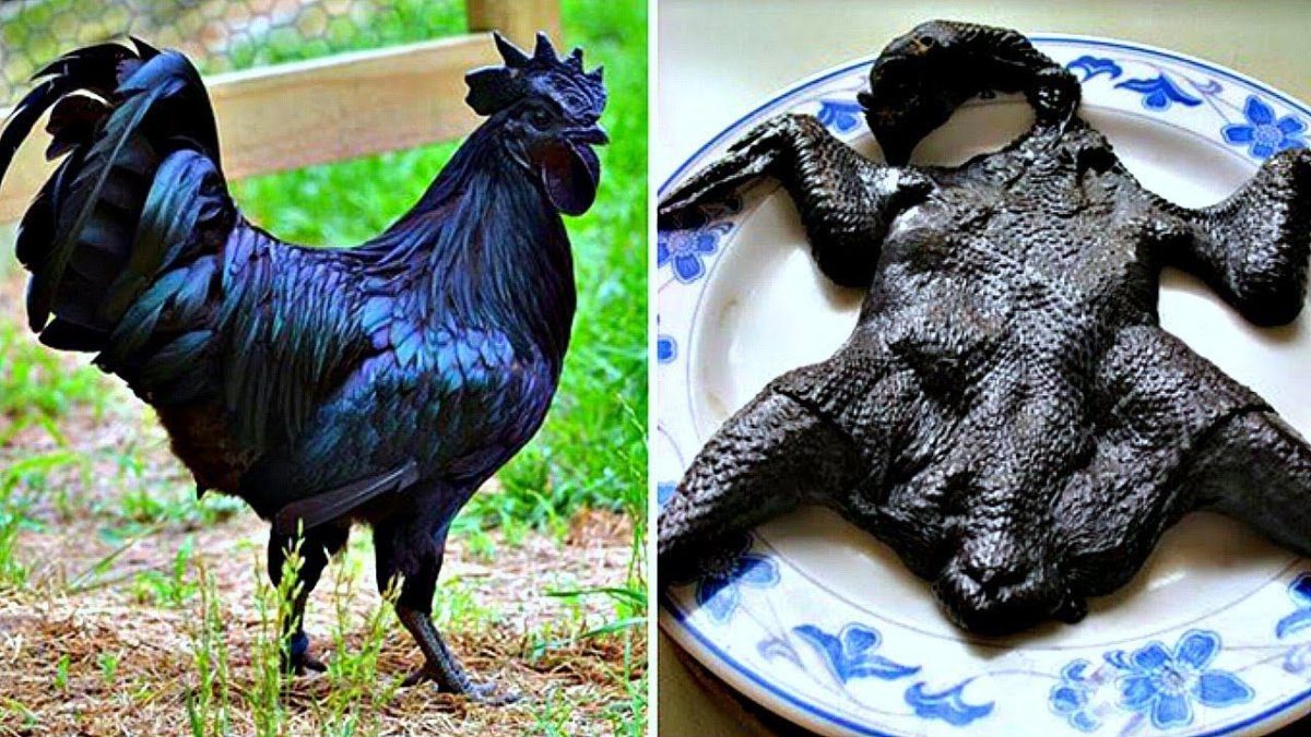 Чёрная курица несёт чёрные яйца