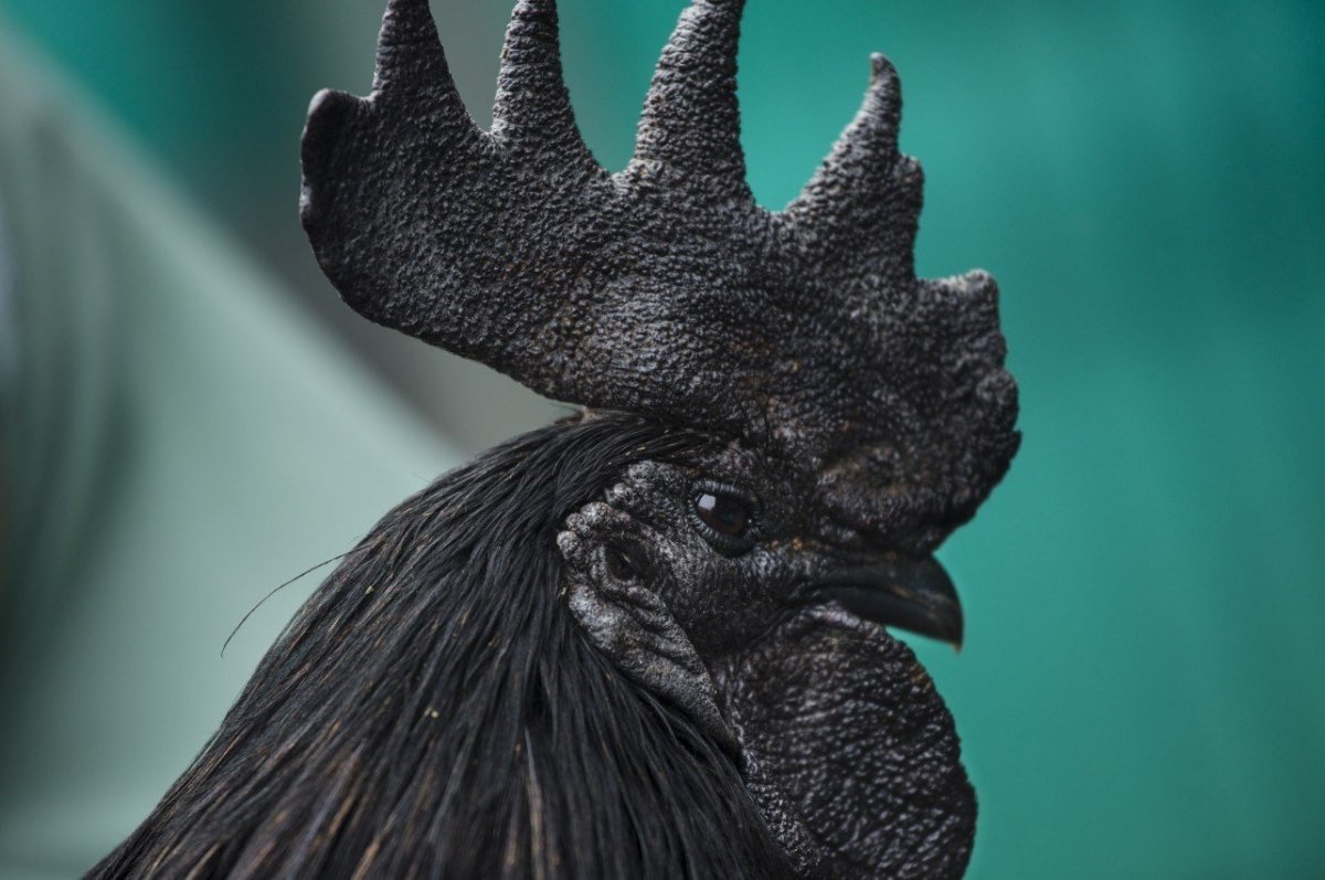 Курица с черной кожей и гребнем