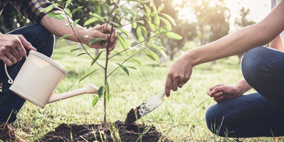Посадить дерево вдвоем