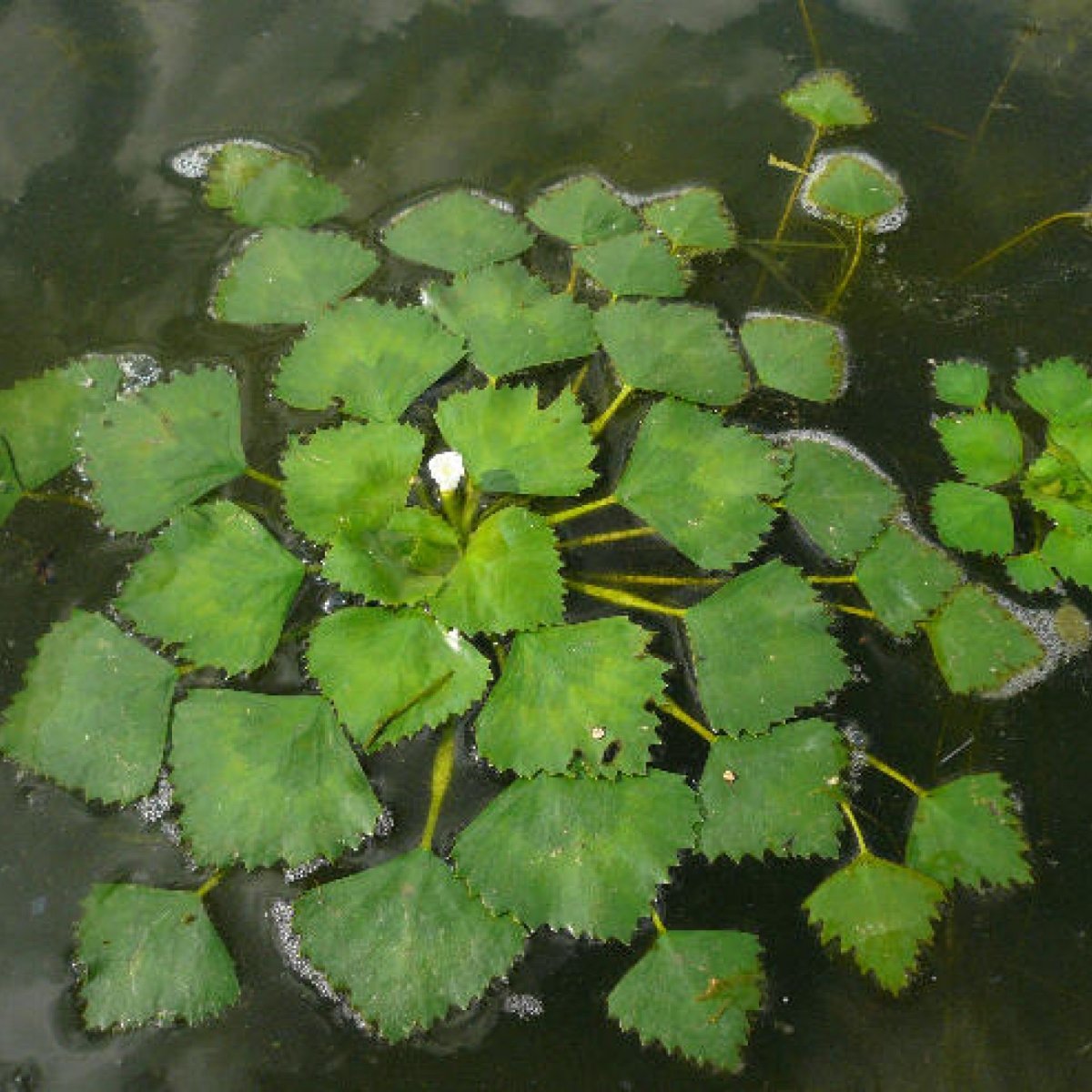 Водяной орех Чилим рогульник