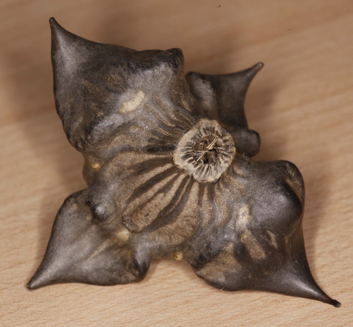 Рогатый орех Чилим