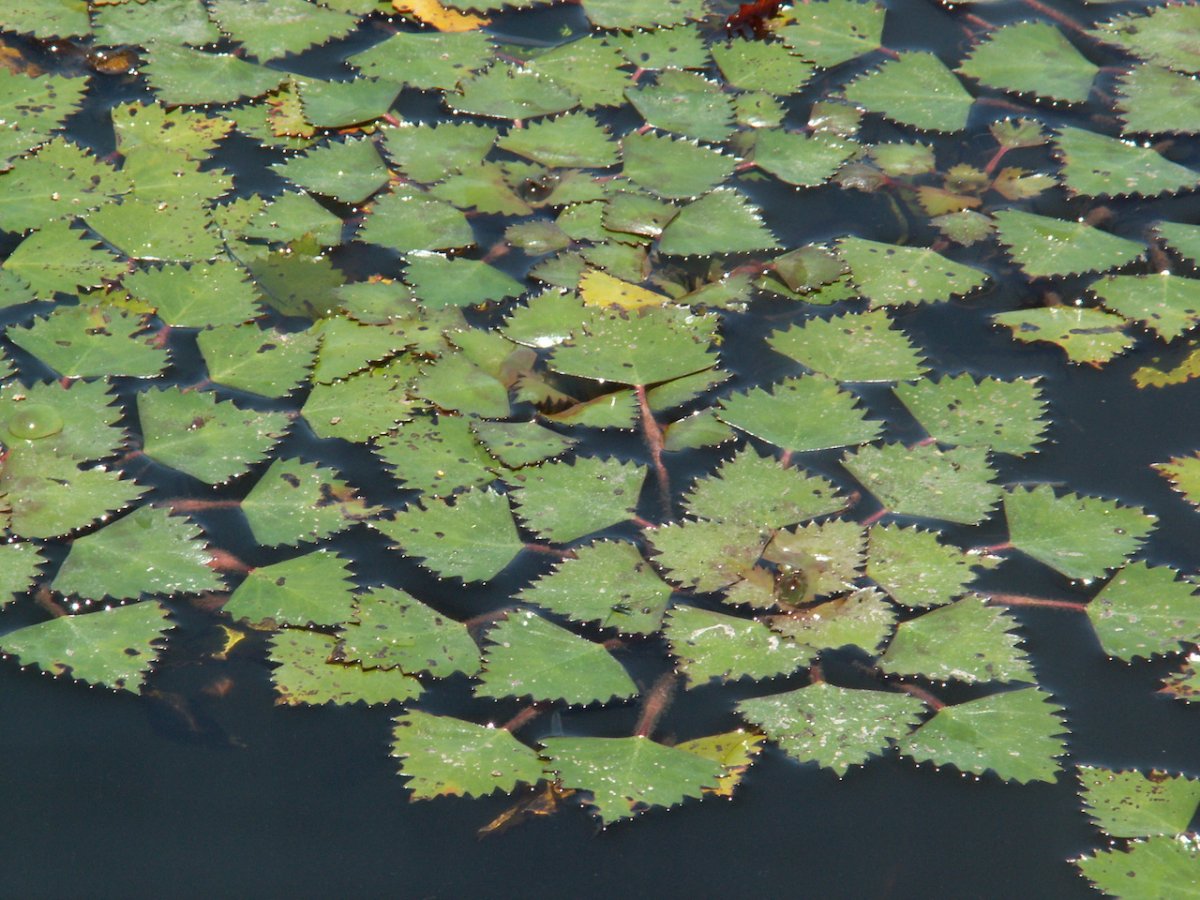 Чилим водяной орех