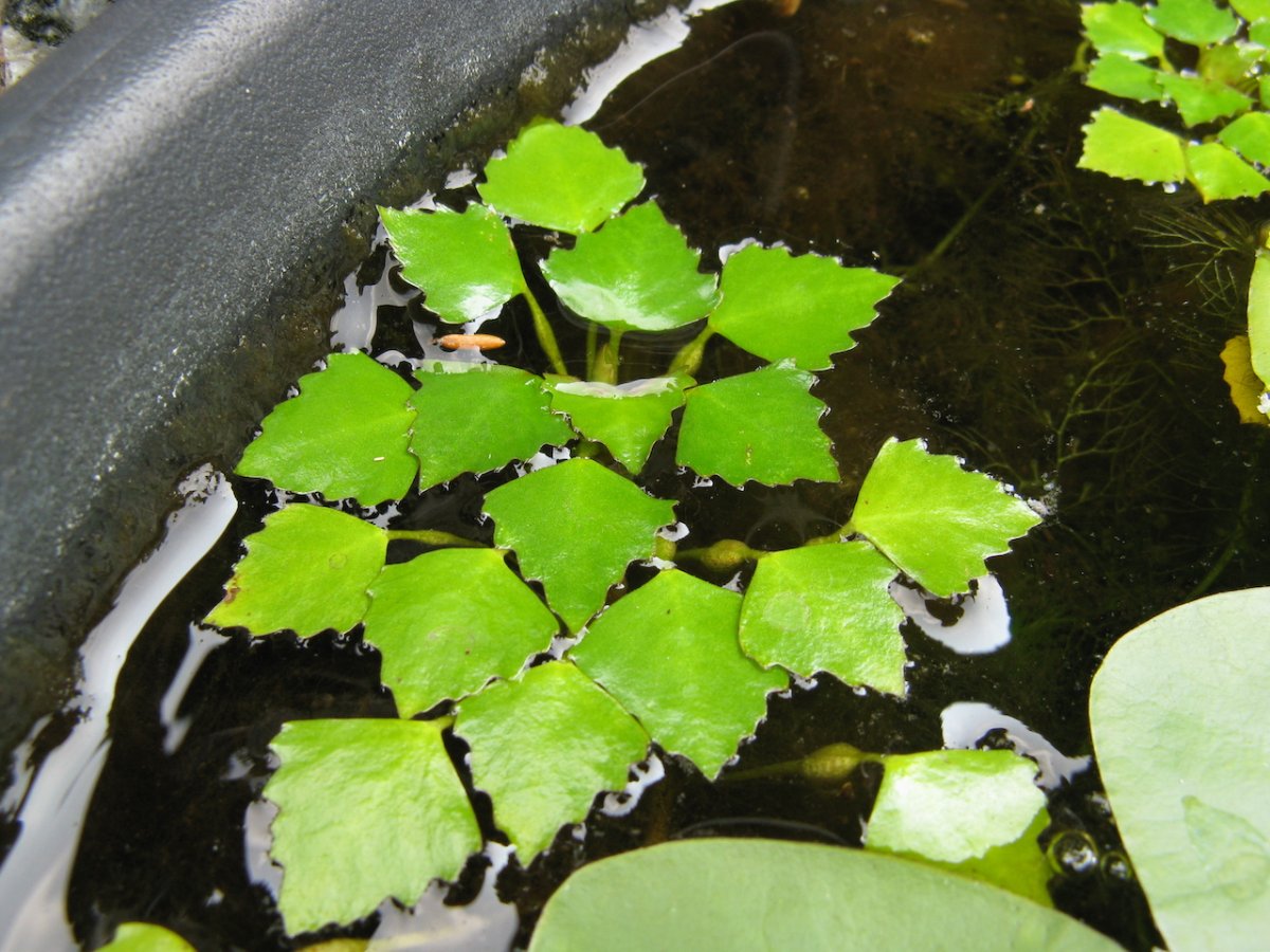 Водяной орех Амурский