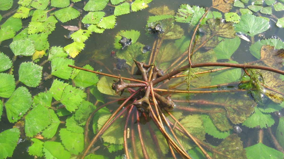 Водяной орех Чилим рогульник