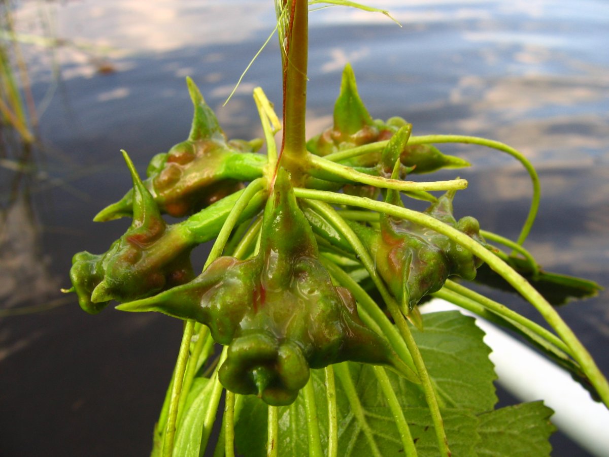 Водяной орех Чилим рогульник