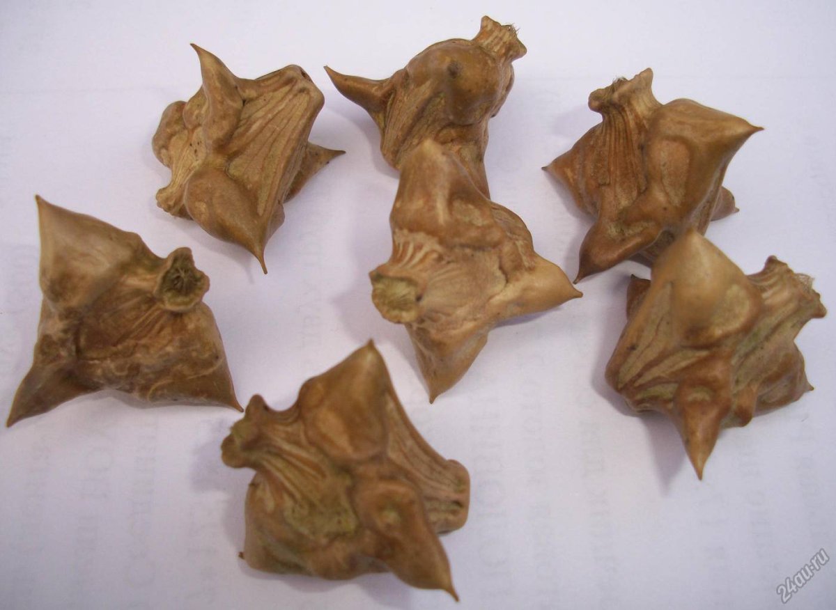 Чилим водяной орех