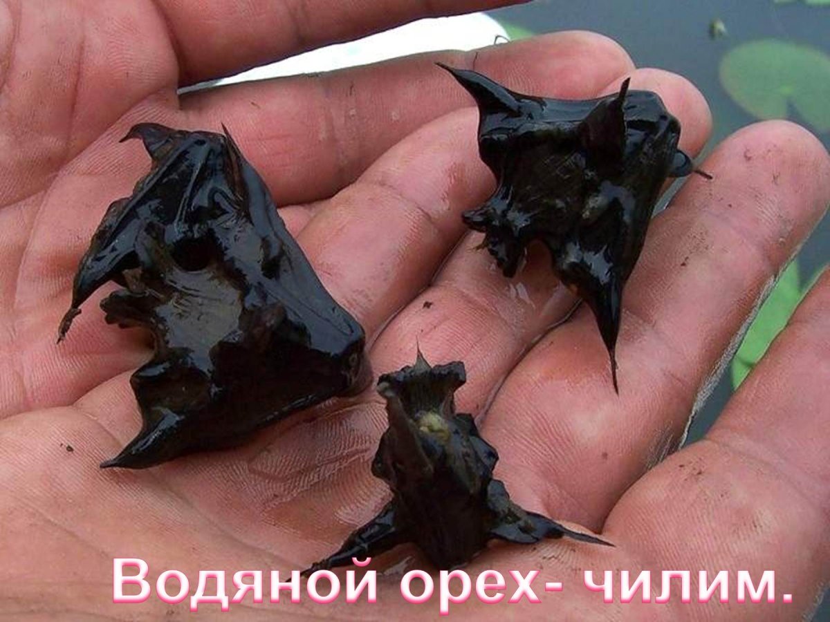 Рогульник плавающий водяной орех