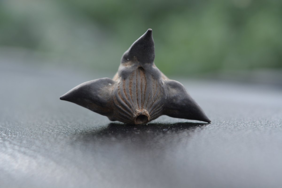 Водяной орех Максимовича