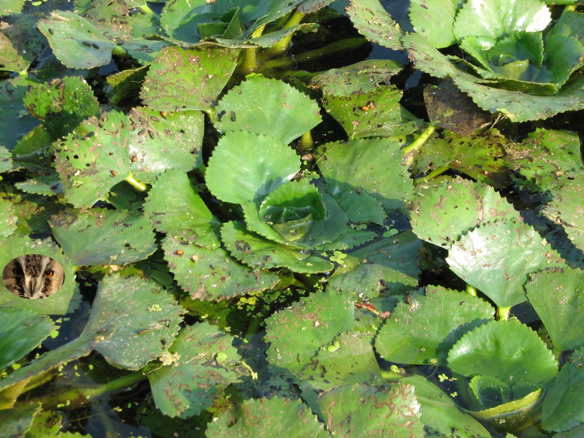 Водяной орех Великий Новгород