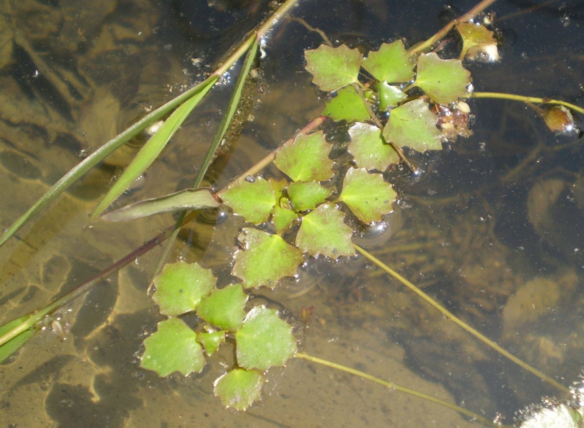 Озерный орех Чилим