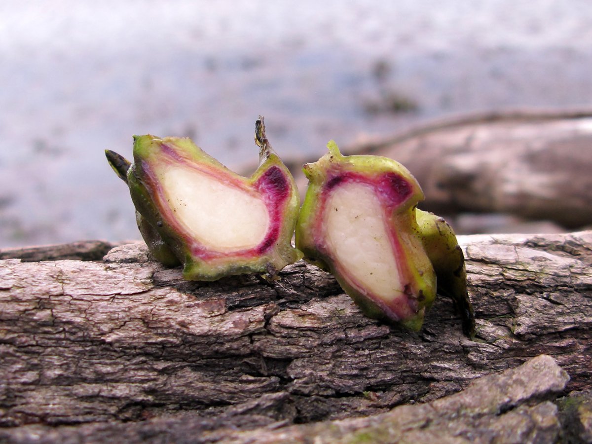 Речной орех Чилим