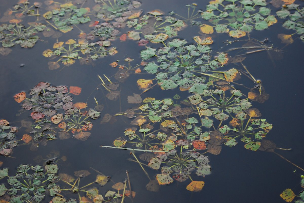 Речной орех Чилим