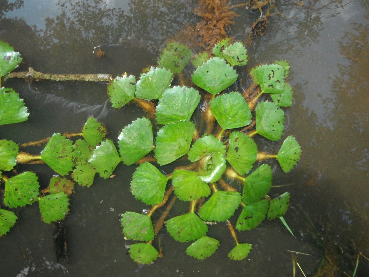 Водяной орех trapa Natans