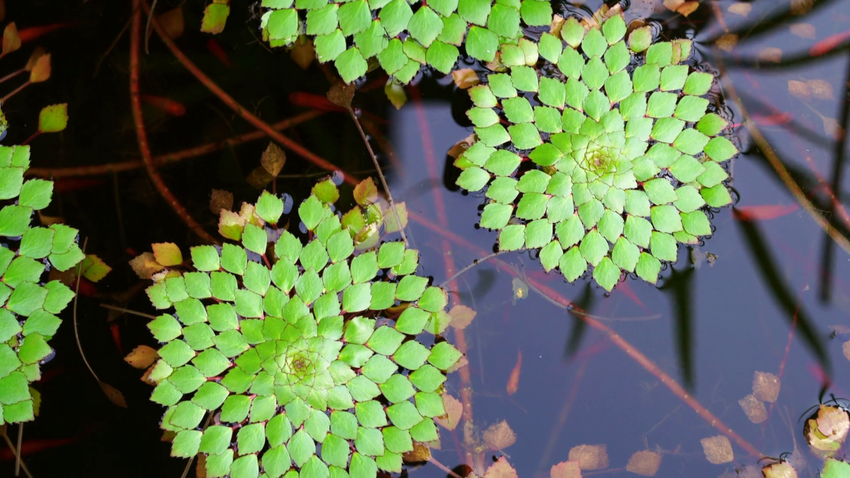 Чилим водяной орех