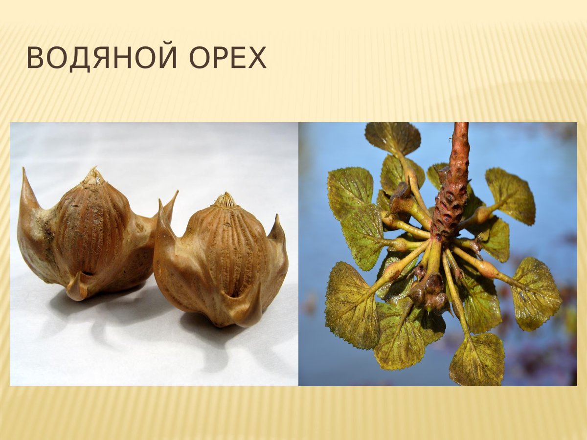 Водяной орех Чилим маньчжурский