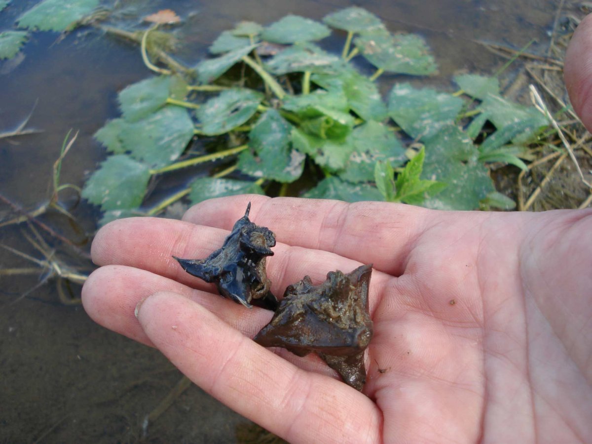 Рогульник плавающий водяной орех