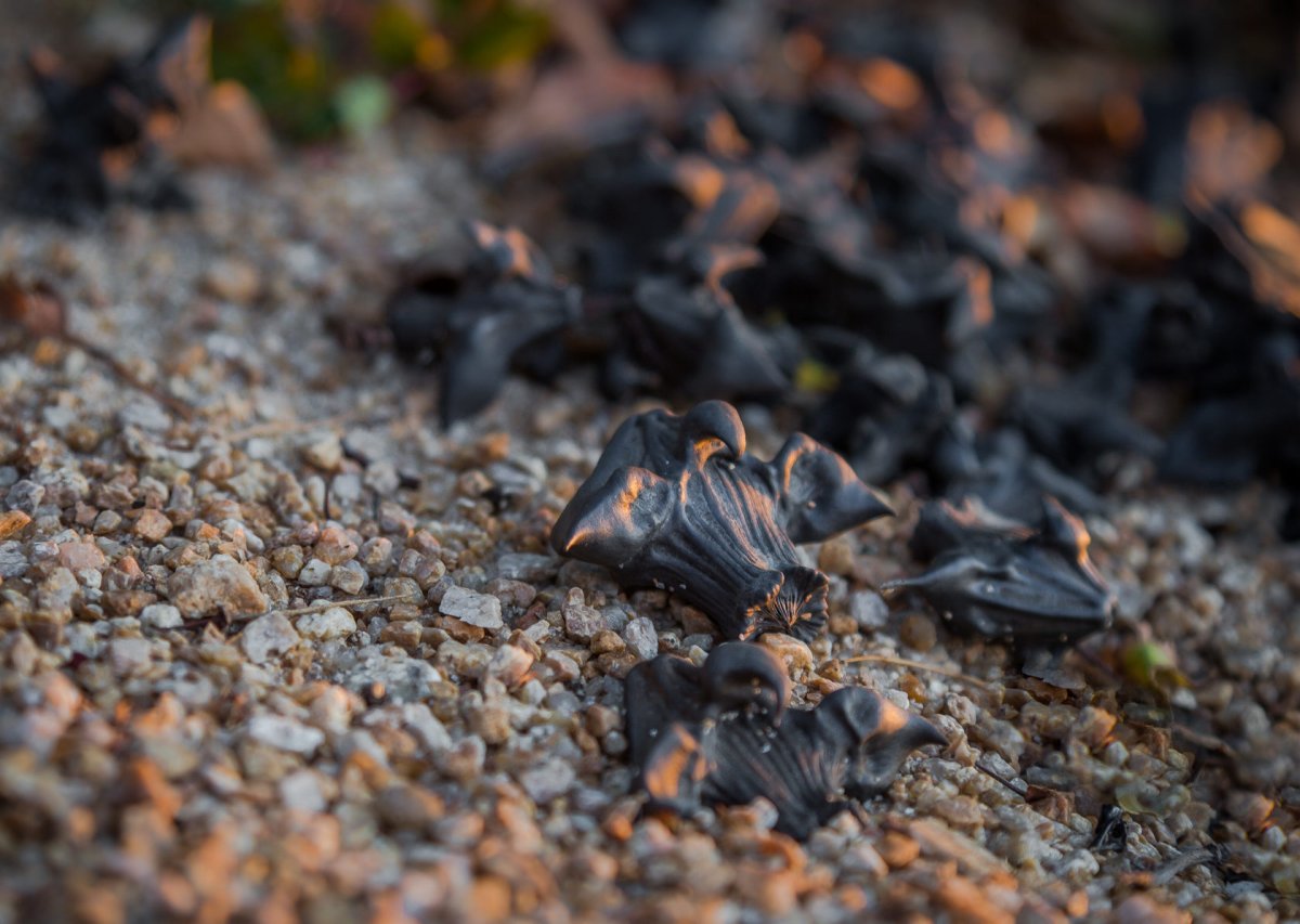 Цветы похожие на кувшинки