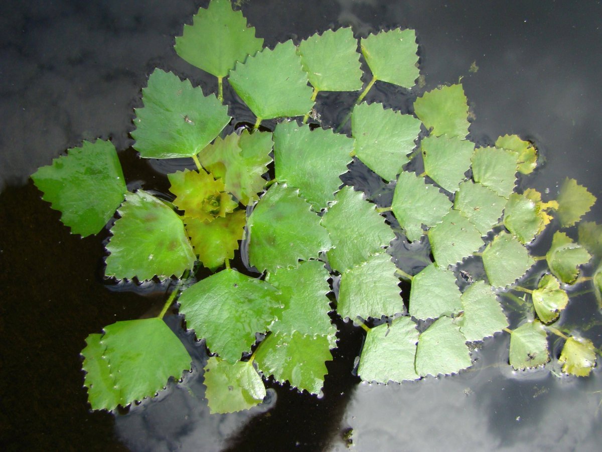 Рогульник Ханкайский