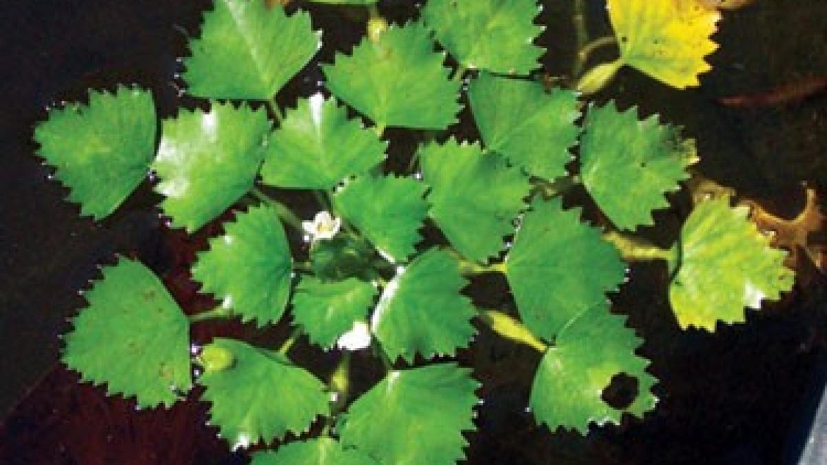 Чилим водяной орех