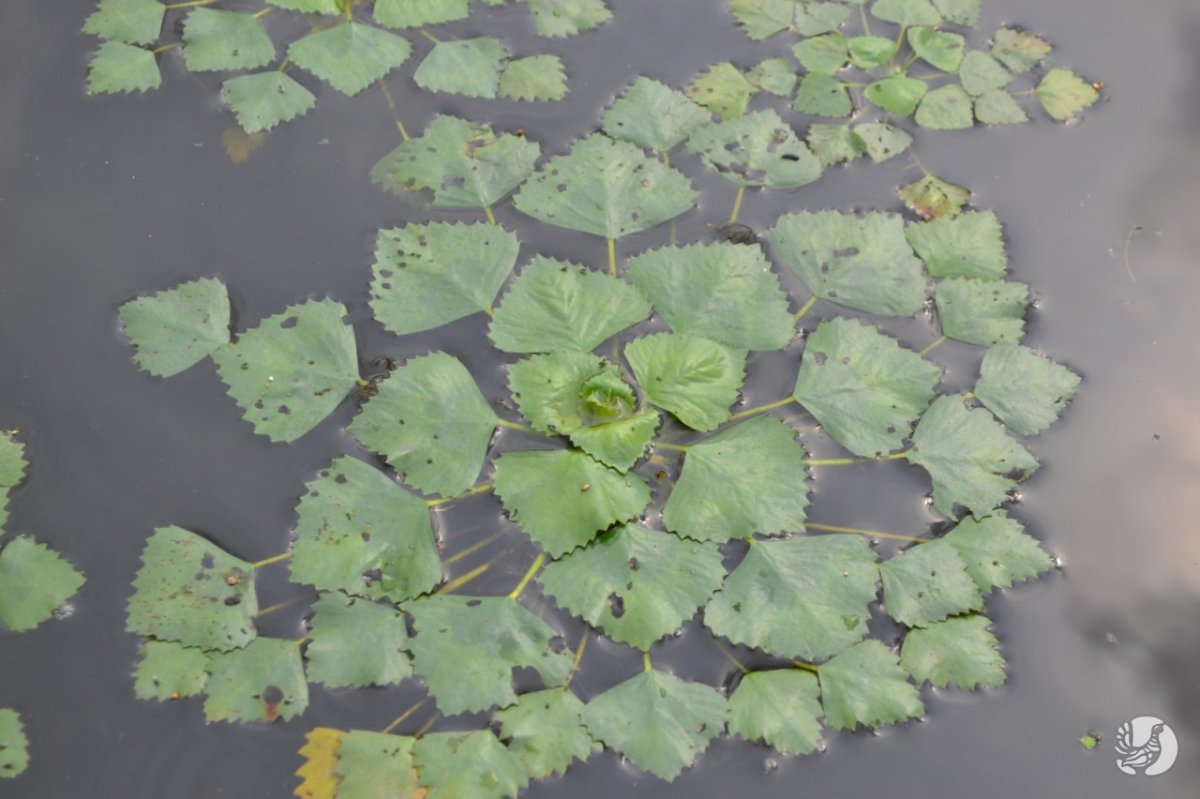 Речной орех Чилим