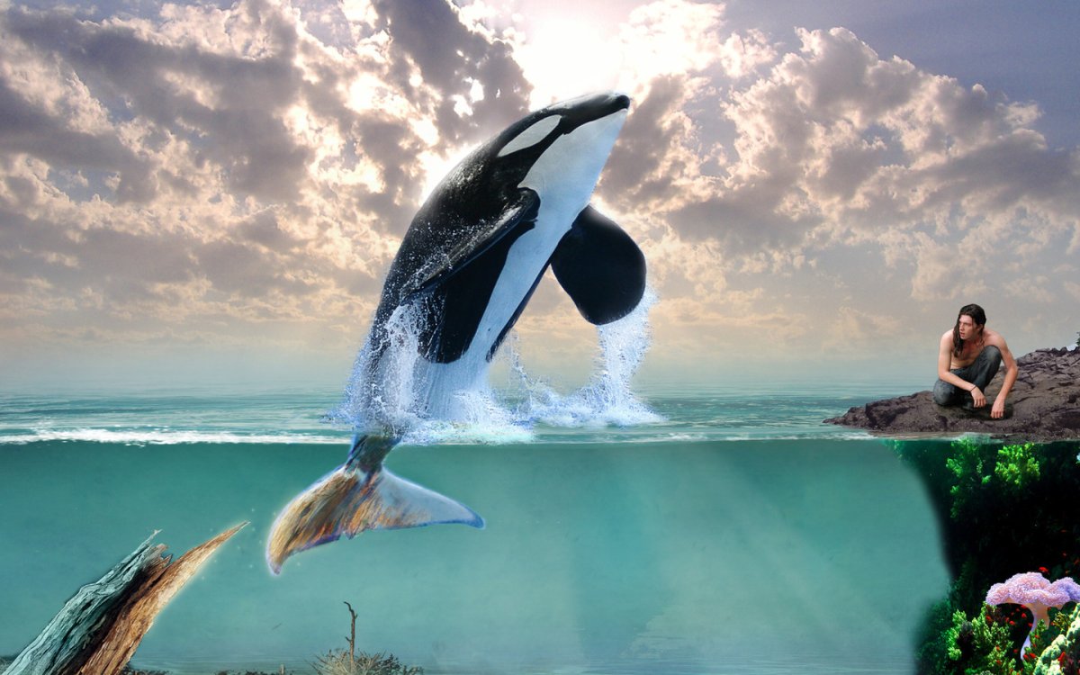 Красивые дельфины с цветами