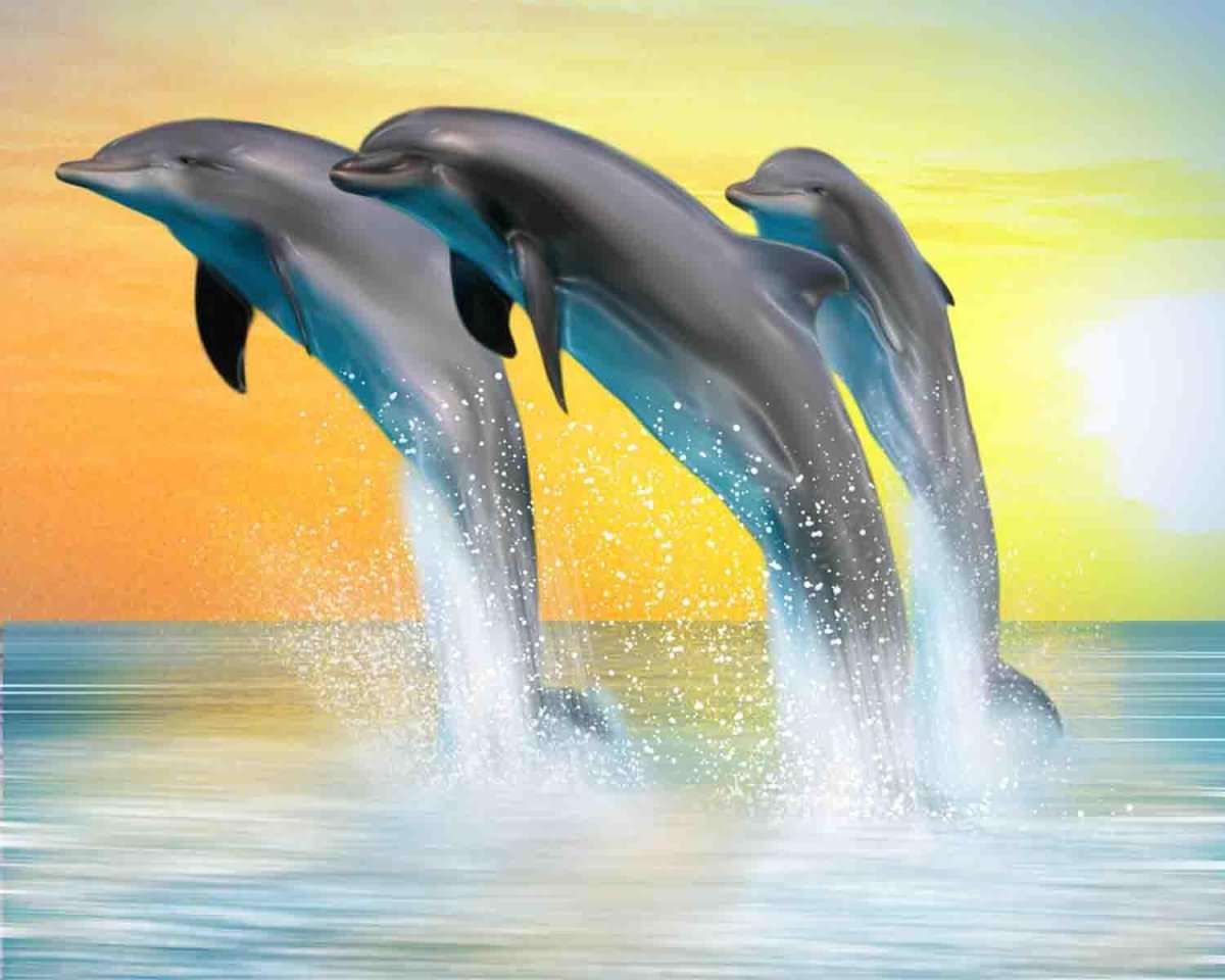 Дельфины в море