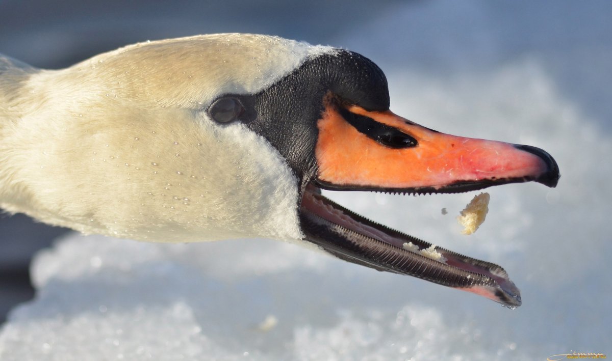 Клюв лебедя зубы