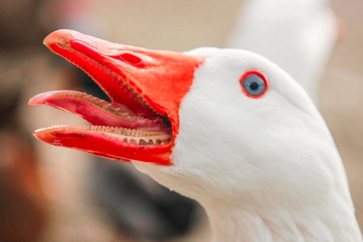 Клюв гуся с зубами