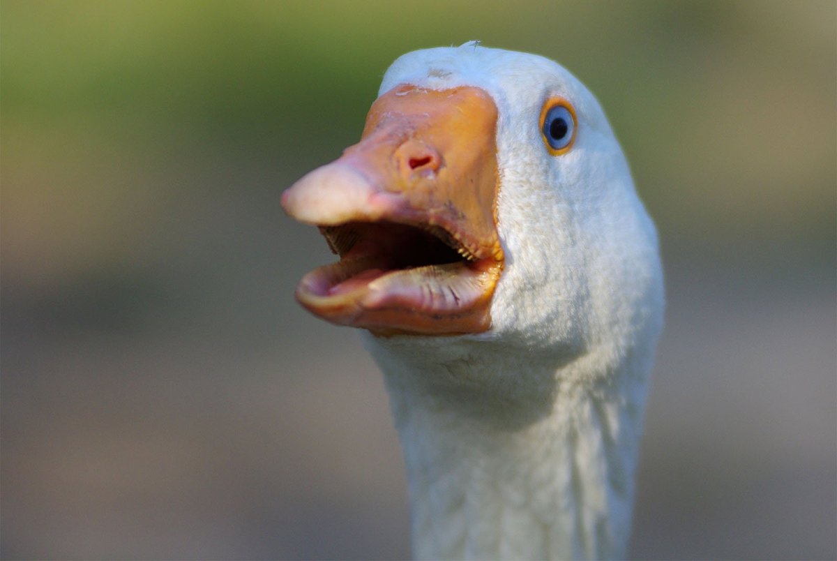 Утка с зубами