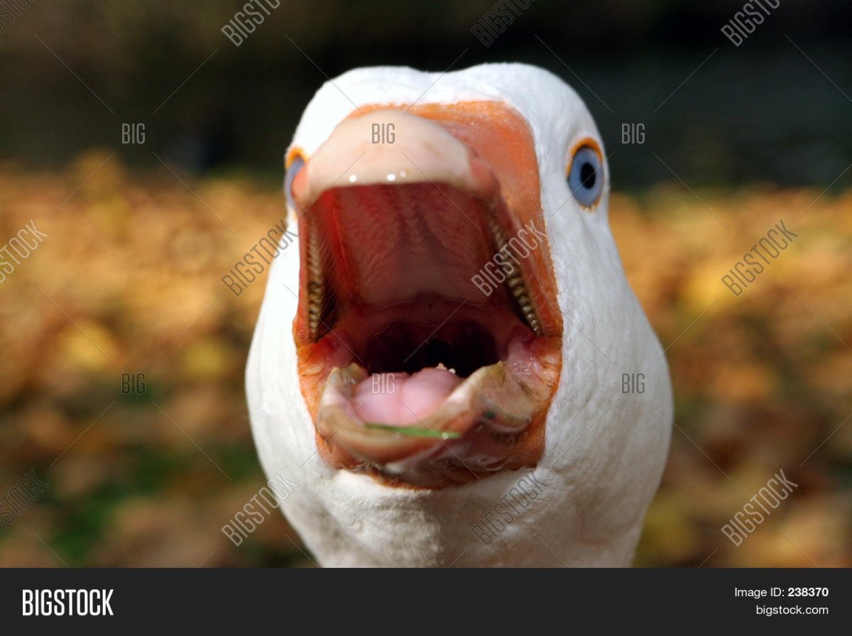 Челюсть гуся