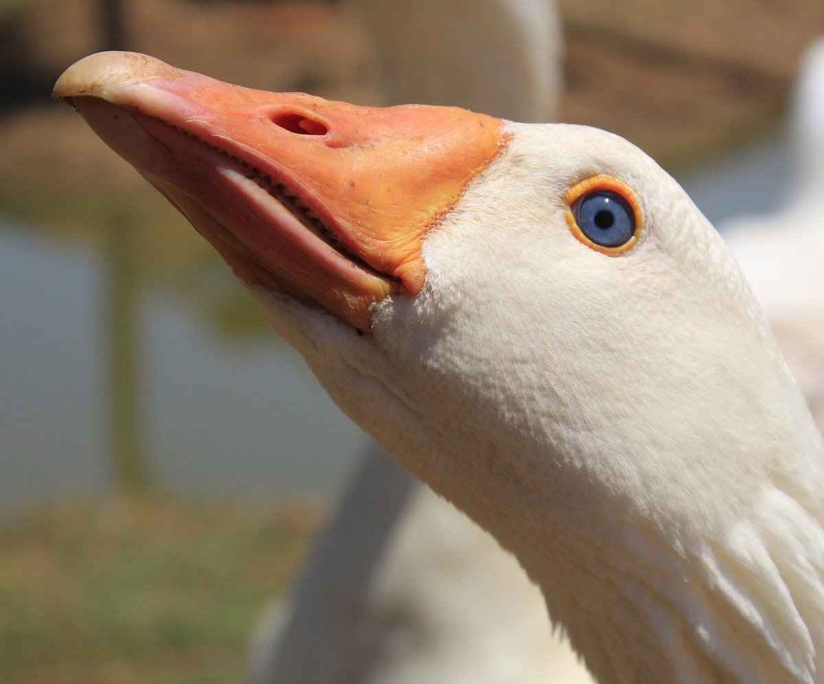 Гусиный клюв